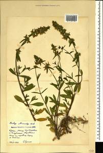 Stachys atherocalyx K.Koch, Crimea (KRYM) (Russia)