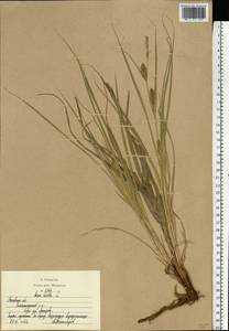 Carex hirta L., Eastern Europe, Moscow region (E4a) (Russia)