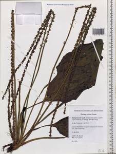 Plantago cornuti Gouan, Siberia, Russian Far East (S6) (Russia)