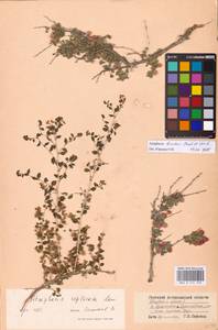 Atraphaxis replicata Lam., Eastern Europe, Lower Volga region (E9) (Russia)