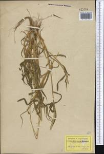 Setaria verticillata (L.) P.Beauv., Middle Asia, Caspian Ustyurt & Northern Aralia (M8) (Kazakhstan)