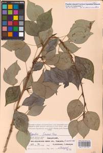 Populus simonii Carrière, Eastern Europe, Western region (E3) (Russia)