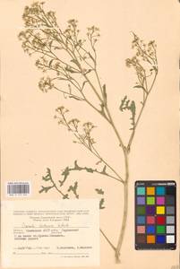 Crambe tataria Sebeók, Eastern Europe, Lower Volga region (E9) (Russia)