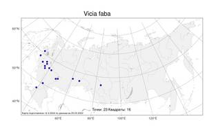 Vicia faba L., Atlas of the Russian Flora (FLORUS) (Russia)