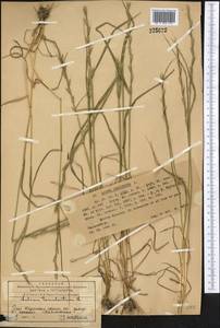Lolium temulentum L., Middle Asia, Western Tian Shan & Karatau (M3) (Kazakhstan)