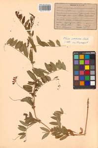 Vicia amoena Fisch. ex Ser., Siberia (no precise locality) (S0) (Russia)