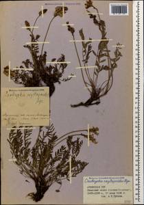 Onobrychis oxytropoides Bunge, Caucasus, Armenia (K5) (Armenia)