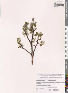 Salix krylovii E.L.Wolf, Siberia, Chukotka & Kamchatka (S7) (Russia)