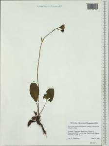 Hieracium hypochoeroides subsp. crinicaesium (Schack & Zahn) Greuter, Western Europe (EUR) (Germany)