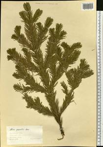 Abies sachalinensis var. gracilis (Kom.) Farjon, Siberia, Chukotka & Kamchatka (S7) (Russia)