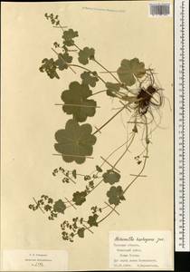Alchemilla heptagona Juz., Eastern Europe, Central region (E4) (Russia)