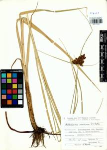 Bolboschoenus maritimus (L.) Palla, Siberia, Western Siberia (S1) (Russia)