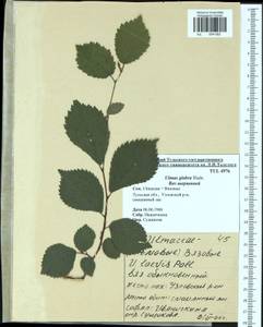 Ulmus glabra, Eastern Europe, Central region (E4) (Russia)