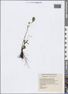 Micranthes tenuis (Wahlenb.) Small, Siberia, Western Siberia (S1) (Russia)