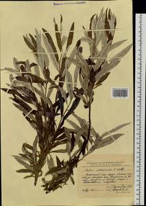 Salix schwerinii E. L. Wolf, Siberia, Chukotka & Kamchatka (S7) (Russia)