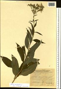 Senecio nemorensis L., Siberia, Western Siberia (S1) (Russia)