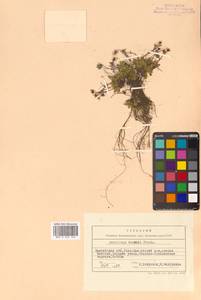 Micranthes merkii subsp. merkii, Siberia, Chukotka & Kamchatka (S7) (Russia)