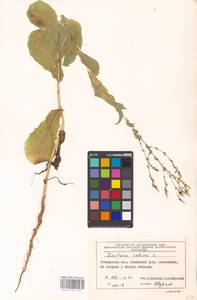 Lactuca sativa L., Eastern Europe, Moscow region (E4a) (Russia)