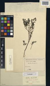 Pilea lucida (Sw.) Blume, America (AMER)