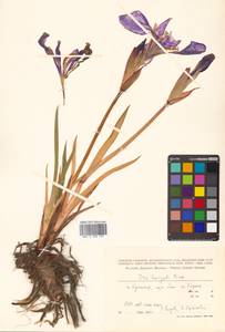 Iris laevigata Fisch., Siberia, Russian Far East (S6) (Russia)