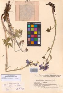 Delphinium, Siberia, Yakutia (S5) (Russia)