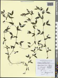 Lathyrus laxiflorus (Desf.) Kuntze, Caucasus, Black Sea Shore (from Novorossiysk to Adler) (K3) (Russia)