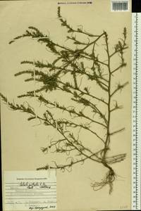 Salsola collina Pall., Eastern Europe, Central region (E4) (Russia)