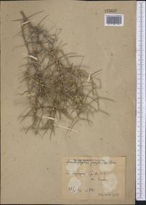 Acanthophyllum pungens (Bunge) Boiss., Middle Asia, Syr-Darian deserts & Kyzylkum (M7) (Uzbekistan)
