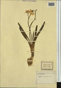 Leucojum vernum L., Western Europe (EUR) (Not classified)