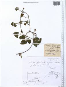Lamiaceae, Africa (AFR) (Ethiopia)