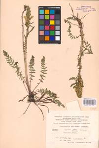 MHA 0 162 194, Pedicularis kaufmannii Pinzger, Eastern Europe, Central forest-and-steppe region (E6) (Russia)