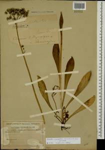 Pilosella caespitosa subsp. caespitosa, Eastern Europe, Western region (E3) (Russia)