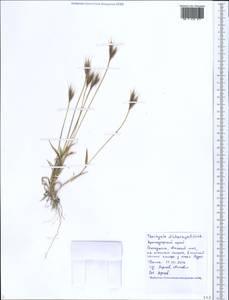 Brachypodium distachyon (L.) P.Beauv., Caucasus, Black Sea Shore (from Novorossiysk to Adler) (K3) (Russia)
