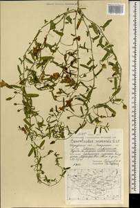 Convolvulus arvensis L., Mongolia (MONG) (Mongolia)