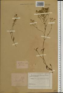 Lepidium cartilagineum (J. Mayer) Thell., Siberia (no precise locality) (S0) (Russia)