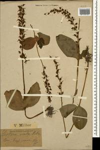 Neottia ovata (L.) Bluff & Fingerh., Caucasus, Black Sea Shore (from Novorossiysk to Adler) (K3) (Russia)