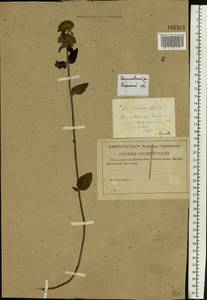 Clinopodium vulgare L., Eastern Europe, Central region (E4) (Russia)