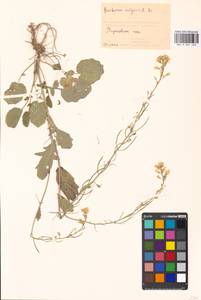 Barbarea vulgaris (L.) W.T. Aiton, Eastern Europe, Moscow region (E4a) (Russia)