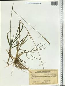 Elymus repens (L.) Gould, Siberia, Central Siberia (S3) (Russia)