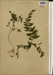 Scutellaria galericulata L., Eastern Europe, Central forest-and-steppe region (E6) (Russia)