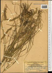 Calamagrostis arundinacea (L.) Roth, Caucasus, Armenia (K5) (Armenia)