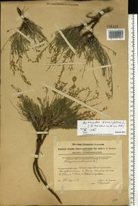 Astragalus leontinus Wulfen, Eastern Europe, Eastern region (E10) (Russia)