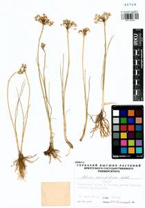 Allium anisopodium Ledeb., Siberia, Baikal & Transbaikal region (S4) (Russia)