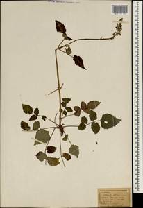 Salvia japonica Thunb., South Asia, South Asia (Asia outside ex-Soviet states and Mongolia) (ASIA) (China)