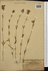 Silene spergulifolia subsp. spergulifolia, Caucasus, Azerbaijan (K6) (Azerbaijan)