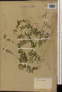 Vicia cracca L., Caucasus, Krasnodar Krai & Adygea (K1a) (Russia)