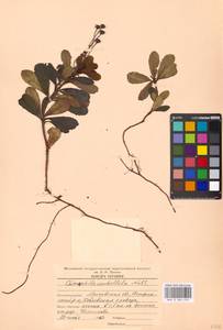Chimaphila umbellata (L.) W. P. C. Barton, Eastern Europe, Moscow region (E4a) (Russia)