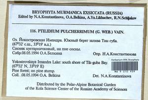 Ptilidium pulcherrimum (Weber) Vain., Bryophytes, Bryophytes - Karelia, Leningrad & Murmansk Oblasts (B4) (Russia)