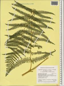 Pteridium aquilinum subsp. aquilinum, Caucasus, Krasnodar Krai & Adygea (K1a) (Russia)