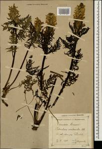 Pedicularis condensata M. Bieb., Caucasus, Krasnodar Krai & Adygea (K1a) (Russia)